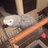 african-grey-for-sale-african-grey-parrot-lahore