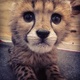 young-exotics-cubs-available-lion-tiger-cheetah-leopard-etc-bengal-lahore