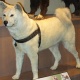 i-want-to-adopt-any-dog-puppy-german-shepherd-peshawar