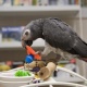 talking-african-grey-parrots-available-for-x-mas-present-african-grey-parrot-islamabad