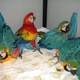 macaw-cockatoo-and-other-parots-other-abbottabad-1