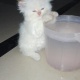 white-persian-kitten-2-months-old-blue-eyes-female-triple-coated-persian-cats-islamabad