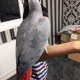 african-grey-2-and-a-half-years-old-other-abadi-jalalpur-pirwala