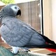 african-grey-for-sale-other-changa-manga