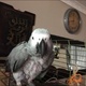african-grey-parrot-4-years-old-other-lahore