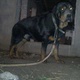 dog-for-sale-rottweiler-attock