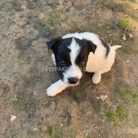 border-collie-is-rare-breed-in-pakistan-collie-islamabad-4
