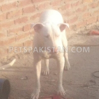pair-of-kohati-gull-terr-dogs-for-sale-other-gojra