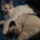 siamese-snowshoe-mix-kittens-other-lahore-cantt