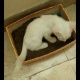 turkish-angora-cat-turkish-cat-sialkot-3