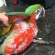 hybrid-macaw-129952-other-kallar-sayaddan