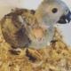 baby-african-grey-congos-other-lahore-cantt