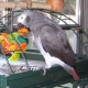 african-grey-parrot-for-adoption-african-grey-parrot-abbottabad