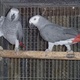african-grey-parrot-available-for-new-home-african-grey-parrot-karachi