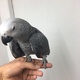 congo-african-grey-baby-other-lahore