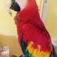 greenwinged-macaw-yelow-and-gold-macaw-macaws-abadi-jalalpur-pirwala-4