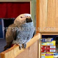 african-grey-congo-for-rehoming--karachi