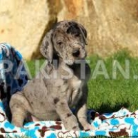 sweet-great-dane-puppies-for-sale-great-dane-abbas-nagar