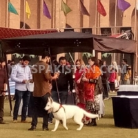 very-rare-microchip-pedigreed-white-german-shepherd-beauty-contest-winner-in-puppy-category-german-shepherd-lahore-2