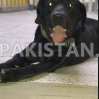 black-labrador-american-labrador-retriever-lahore-2