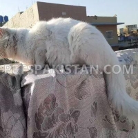 exchane-with-black-male-kitten-persian-cats-rawalpindi-3
