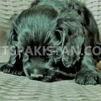 american-cocker-spaniel-male-available-for-sale-cocker-spaniel-lahore-3