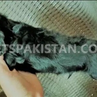 american-cocker-spaniel-male-available-for-sale-cocker-spaniel-lahore-4