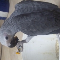 african-grey-parrot-african-grey-parrot-lahore