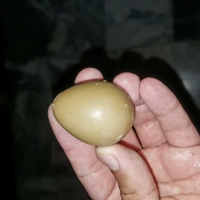 peasants-eggs-for-sale-ring-necked-pheasant-islamabad