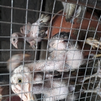 aseel-chicks-high-level-quality-fighter-bread-hens-lahore-2