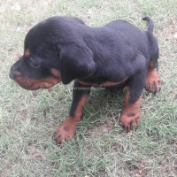 doberman-puppies-doberman-bahawalpur-4