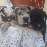 great-dane-puppies-for-sale-great-dane-karachi-3