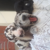 great-dane-puppies-for-sale-great-dane-karachi-2