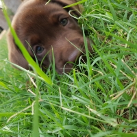 puppies-labrador-retriever-karachi-4