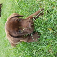 puppies-labrador-retriever-karachi-3