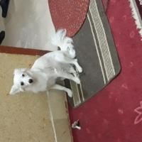 russian-dog-other-quetta