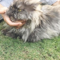 persian-punch-face-male-persian-cats-peshawar