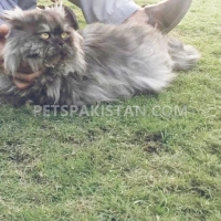 persian-punch-face-male-persian-cats-peshawar-2