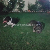 american-bully-pair-american-pitbull-islamabad-5