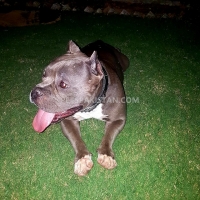 american-bully-pair-american-pitbull-islamabad-4