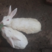 white-red-eyed-rabbits-for-sale-hare-lahore