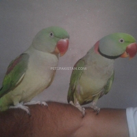 1-pair-phari-raw-parrot--tibba-sultan-pur