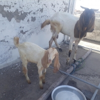 goat-betal-with-3-month-old-male--rawalpindi