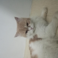 persian-cat-for-sale-persian-cats-karachi-4