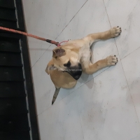 female-puppy-for-sale-alsatian-lahore-2