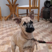 female-puppy-for-sale-alsatian-lahore-5