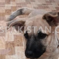 female-puppy-for-sale-alsatian-lahore-3