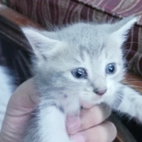 pure-persian-saimon-cross-breed-kittens-persian-cats-mansehra-2