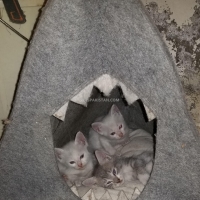 pure-persian-saimon-cross-breed-kittens-persian-cats-mansehra-3