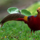 golden-pheasant-for-sale-in-raheem-international-golden-pheasant-karachi